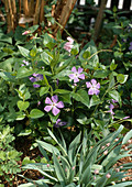 Vinca major