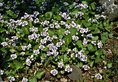 Viola Papilionacea Var.priceana