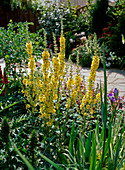 Verbascum hybrids