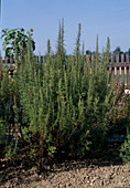 Artemisia abrotanum