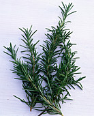 Rosmarinus officinalis / Rosmarin