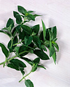 Mentha piperita