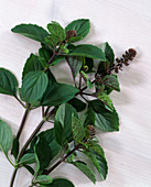 Bergamot mint (Mentha citrata)