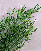 Artemisia dracunculus (French tarragon)