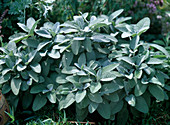 Salvia officinalis 'Berggarten' (Salbei)