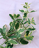 Mentha suavealens 'Variegata' (variegated mint)