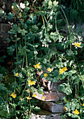 Celandine (Chelidonium majus)