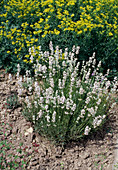 Lavandula OFFICINALIS