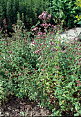 Origanum vulgare