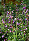 Salvia officinalis