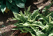 Polystichum setiferum