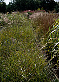 Path lined with grasses