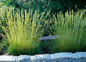 Festuca gautieri (F. scoparia)