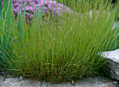 Festuca scoparia / Bärenfellschwingel in Blüte