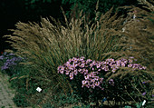 Calamagrostis lasiagrostis