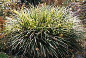 Carex morrowii 'Variegata'