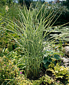 Miscanthus sinensis variegata