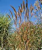 Miscanthus sinensis