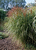 Miscanthus sinensis