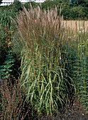 Miscanthus sinensis