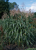 Miscanthus sinensis