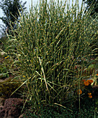 Miscanthus strictus