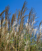 Miscanthus sinensis