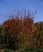 Panicum virgatum 'Roe Brown'