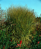 Panicum virgatum