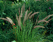 Pennisetum orientale
