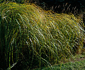 Spartina michauxiana