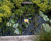 Pond with water lily 'Sioux'