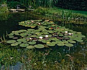Water lilies in pond