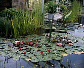 Pond with Thalia dealbata, Nymphaea