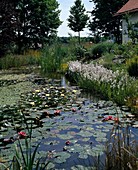Pond with Eriophorum and water lilies
