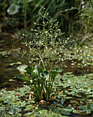 Alisma subcordatum