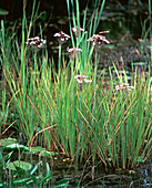 Butomus umbellatus