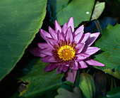 Nymphaea 'Director Moore'