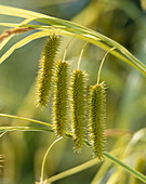 Carex pseudocyperus