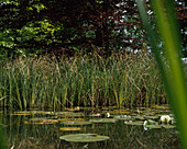 Carex Acutiformis