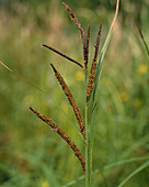 Carex gracilis