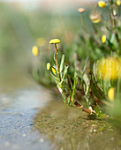 Cotula coronopifolia