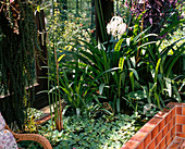 Crinum erubescens in the winter garden