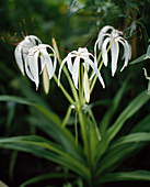 Crinum erubescens