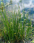 Eleocharis Palustris