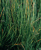 Equisetum variegatum