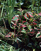 Houttuynia cordata