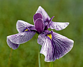 Iris kaempferi