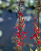 Lobelia cardinalis