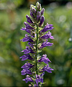 Lobelia siphilitica